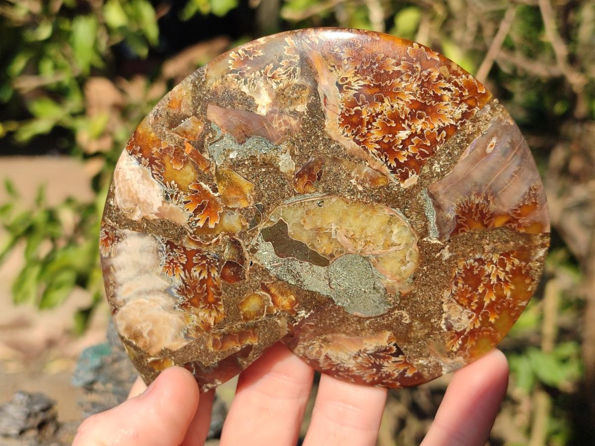 Polished Cleoniceras Ammonite Fossil Pairs x 3 From Tulear, Madagascar - Toprock Gemstones and Minerals 