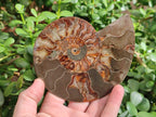Polished Cleoniceras Ammonite Fossil Pairs x 3 From Tulear, Madagascar - Toprock Gemstones and Minerals 