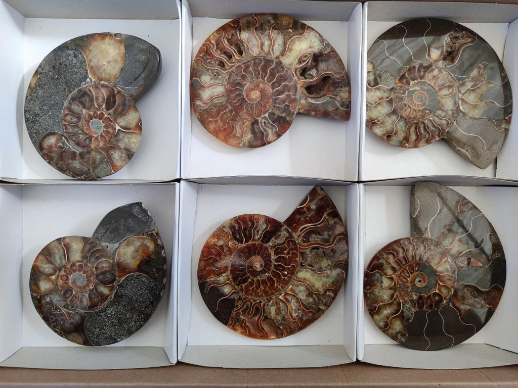 Polished Cleoniceras Ammonite Fossil Pairs x 3 From Tulear, Madagascar - Toprock Gemstones and Minerals 