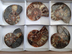 Polished Cleoniceras Ammonite Fossil Pairs x 3 From Tulear, Madagascar - Toprock Gemstones and Minerals 