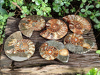 Polished Cleoniceras Ammonite Fossil Pairs x 3 From Tulear, Madagascar - Toprock Gemstones and Minerals 