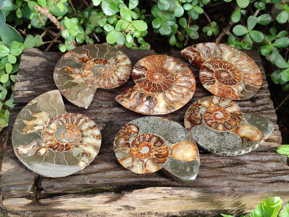 Polished Cleoniceras Ammonite Fossil Pairs x 3 From Tulear, Madagascar - Toprock Gemstones and Minerals 