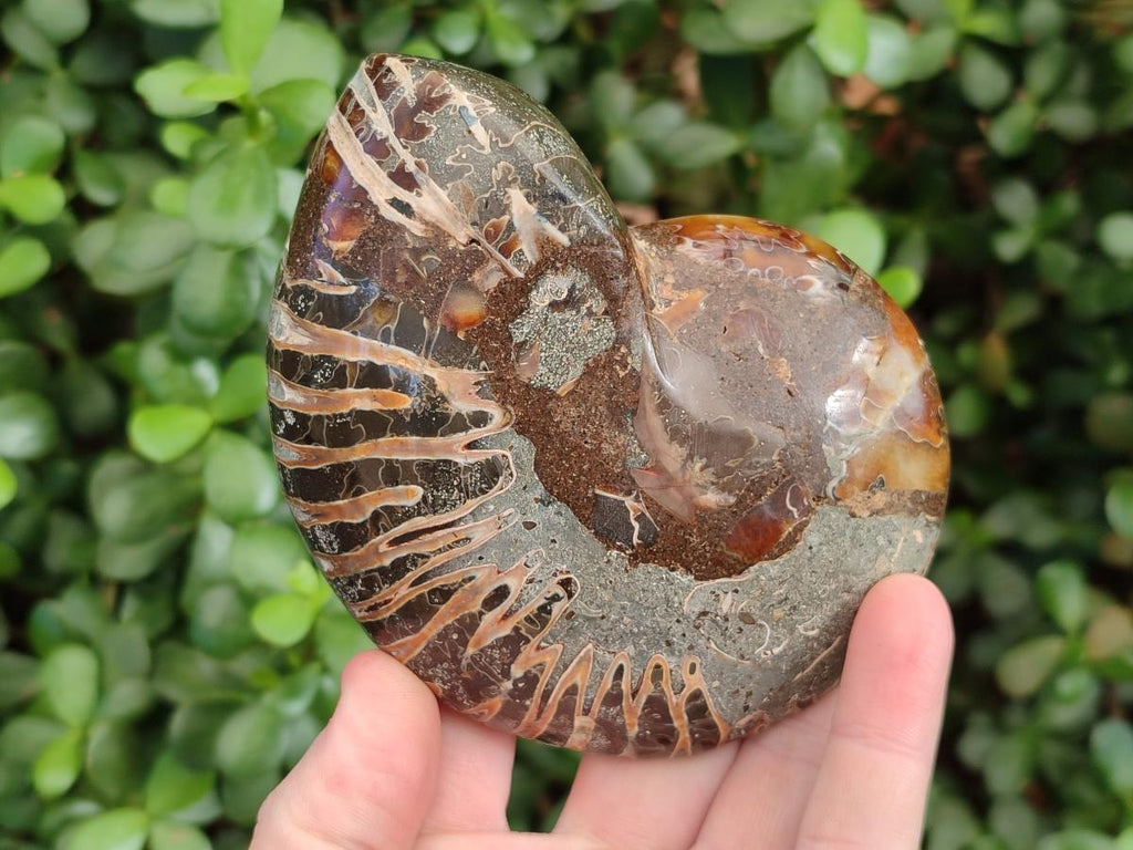 Polished Cleoniceras Ammonite Fossil Pairs x 3 From Tulear, Madagascar - Toprock Gemstones and Minerals 