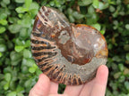 Polished Cleoniceras Ammonite Fossil Pairs x 3 From Tulear, Madagascar - Toprock Gemstones and Minerals 