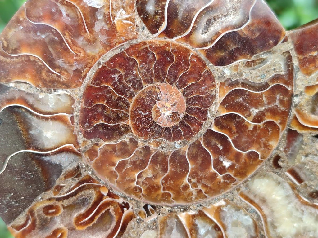 Polished Cleoniceras Ammonite Fossil Pairs x 3 From Tulear, Madagascar - Toprock Gemstones and Minerals 