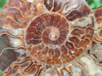 Polished Cleoniceras Ammonite Fossil Pairs x 3 From Tulear, Madagascar - Toprock Gemstones and Minerals 