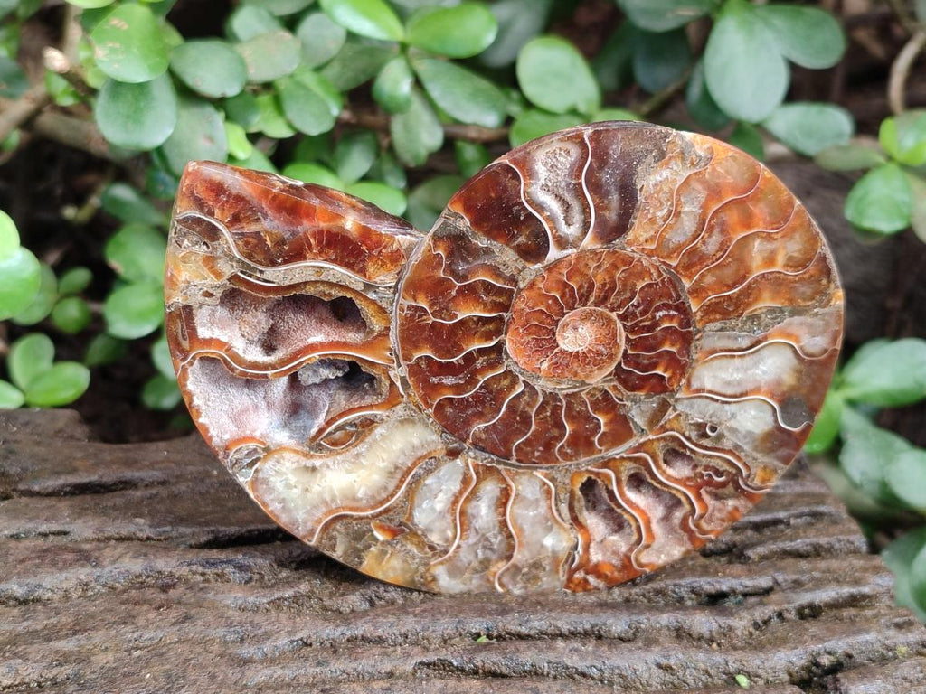 Polished Cleoniceras Ammonite Fossil Pairs x 3 From Tulear, Madagascar - Toprock Gemstones and Minerals 
