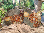 Polished Cleoniceras Ammonite Fossil Pairs x 3 From Tulear, Madagascar - Toprock Gemstones and Minerals 