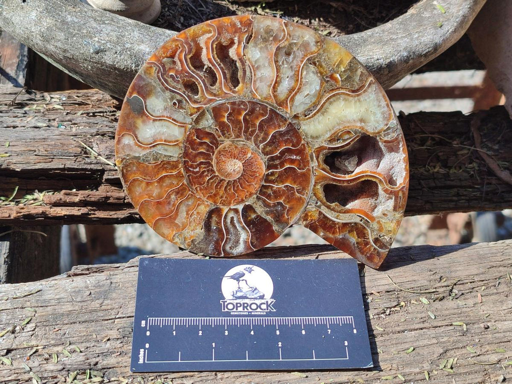 Polished Cleoniceras Ammonite Fossil Pairs x 3 From Tulear, Madagascar - Toprock Gemstones and Minerals 