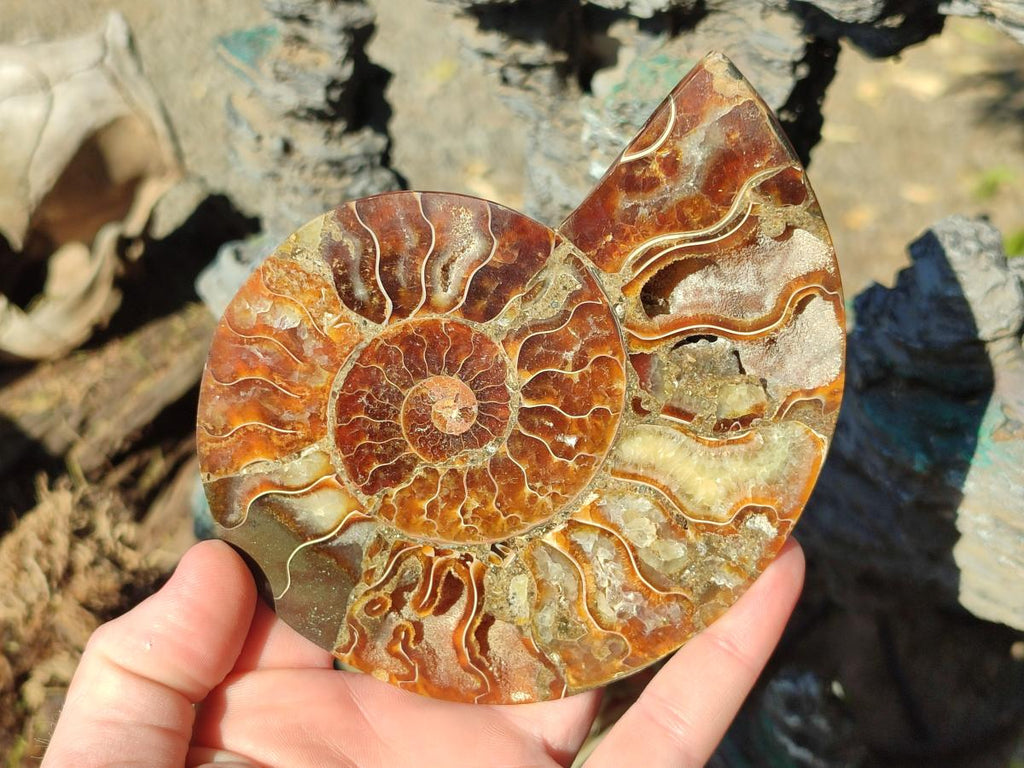 Polished Cleoniceras Ammonite Fossil Pairs x 3 From Tulear, Madagascar - Toprock Gemstones and Minerals 