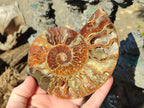 Polished Cleoniceras Ammonite Fossil Pairs x 3 From Tulear, Madagascar - Toprock Gemstones and Minerals 