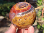 Polished Red Podocarpus Petrified Wood Spheres x 6 From Mahajanga, Madagascar - Toprock Gemstones and Minerals 