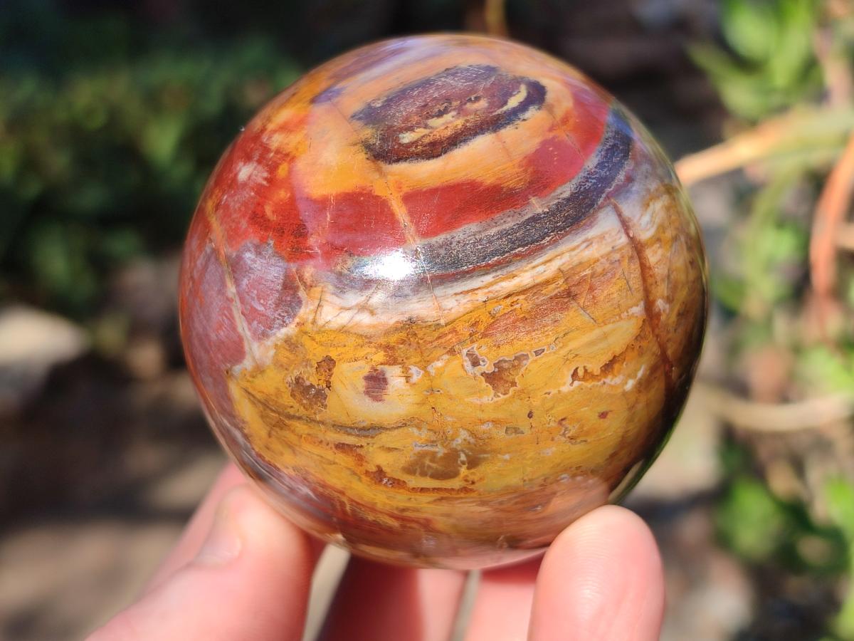 Polished Red Podocarpus Petrified Wood Spheres x 6 From Mahajanga, Madagascar - Toprock Gemstones and Minerals 