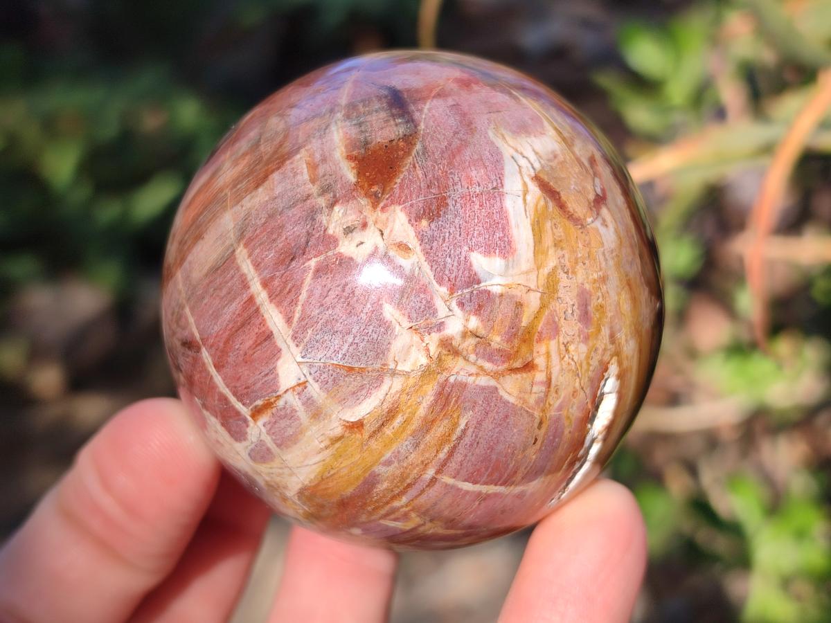 Polished Red Podocarpus Petrified Wood Spheres x 6 From Mahajanga, Madagascar - Toprock Gemstones and Minerals 
