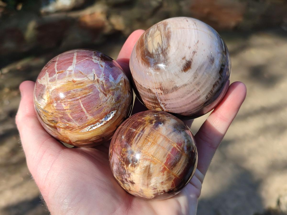 Polished Red Podocarpus Petrified Wood Spheres x 6 From Mahajanga, Madagascar - Toprock Gemstones and Minerals 
