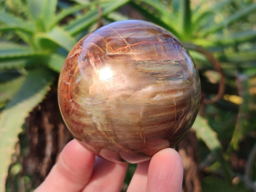 Polished Red Podocarpus Petrified Wood Spheres x 6 From Mahajanga, Madagascar - Toprock Gemstones and Minerals 