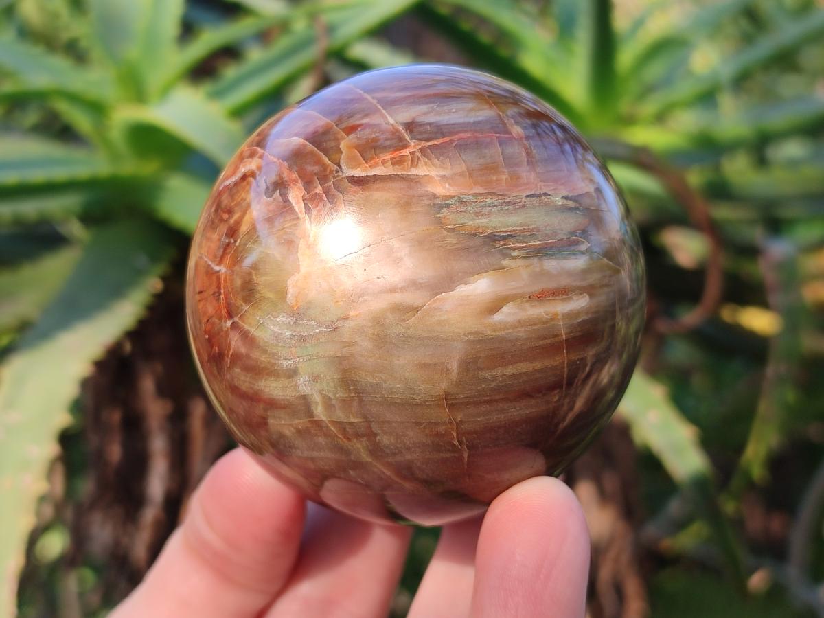 Polished Red Podocarpus Petrified Wood Spheres x 6 From Mahajanga, Madagascar - Toprock Gemstones and Minerals 
