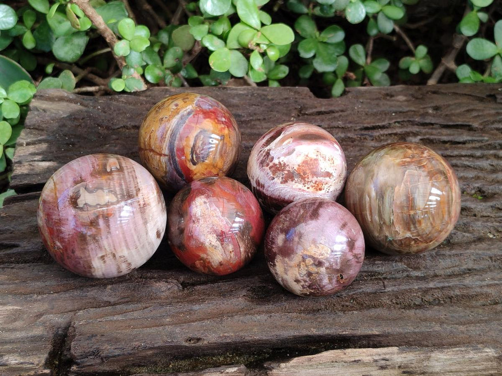Polished Red Podocarpus Petrified Wood Spheres x 6 From Mahajanga, Madagascar - Toprock Gemstones and Minerals 