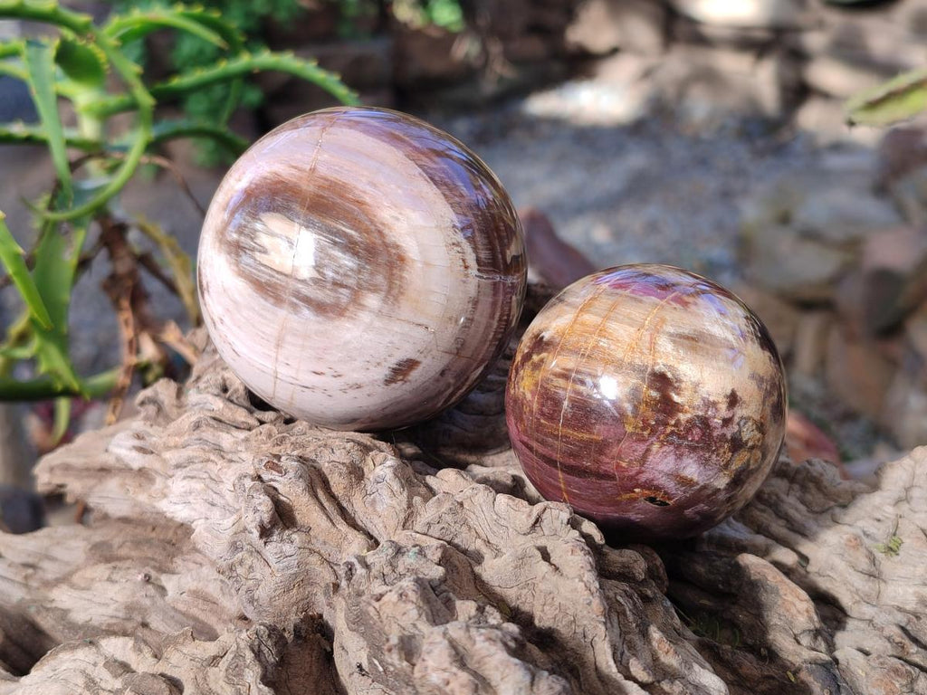 Polished Red Podocarpus Petrified Wood Spheres x 6 From Mahajanga, Madagascar - Toprock Gemstones and Minerals 