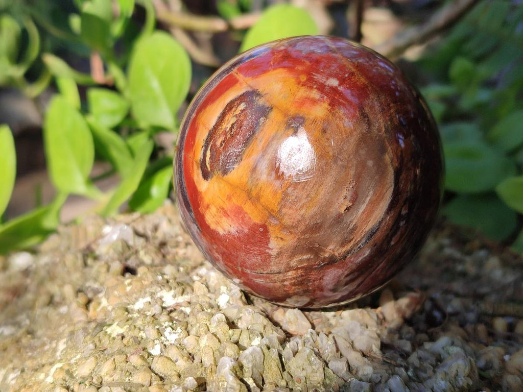 Polished Red Podocarpus Petrified Wood Spheres x 6 From Mahajanga, Madagascar - Toprock Gemstones and Minerals 