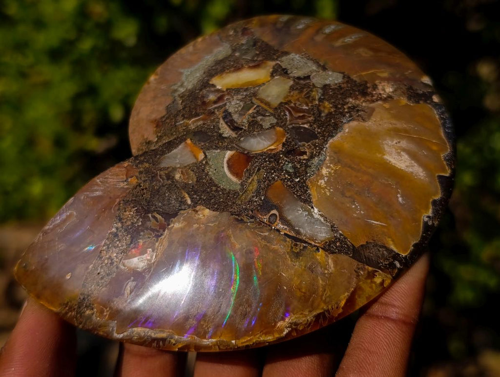Polished Cleoniceras Ammonite Fossil Pairs x 3 From Tulear, Madagascar - Toprock Gemstones and Minerals 