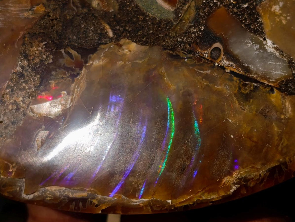 Polished Cleoniceras Ammonite Fossil Pairs x 3 From Tulear, Madagascar - Toprock Gemstones and Minerals 