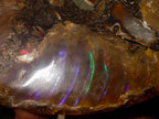 Polished Cleoniceras Ammonite Fossil Pairs x 3 From Tulear, Madagascar - Toprock Gemstones and Minerals 