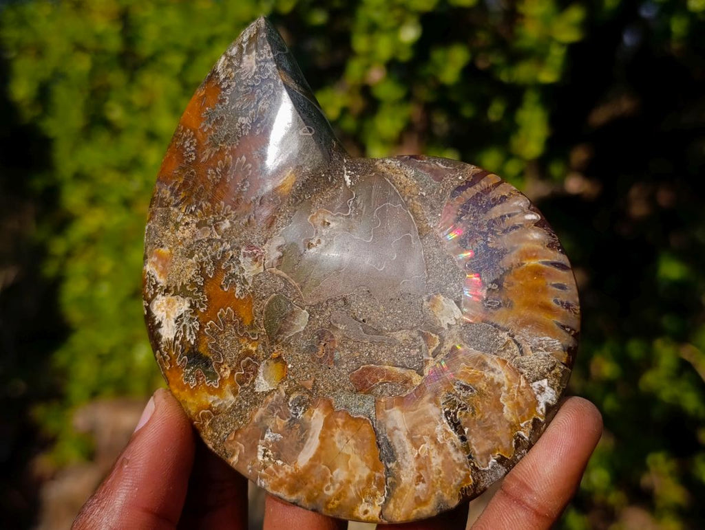 Polished Cleoniceras Ammonite Fossil Pairs x 3 From Tulear, Madagascar - Toprock Gemstones and Minerals 