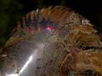 Polished Cleoniceras Ammonite Fossil Pairs x 3 From Tulear, Madagascar - Toprock Gemstones and Minerals 