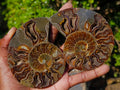Polished Cleoniceras Ammonite Fossil Pairs x 3 From Tulear, Madagascar - Toprock Gemstones and Minerals 
