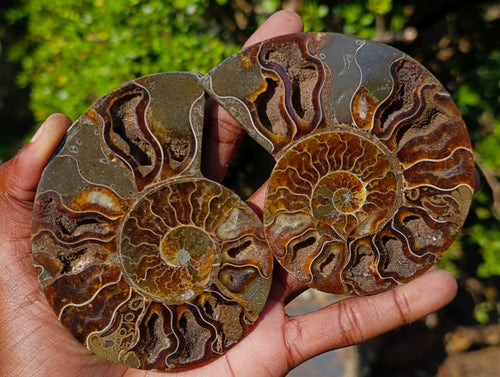 Polished Cleoniceras Ammonite Fossil Pairs x 3 From Tulear, Madagascar - Toprock Gemstones and Minerals 