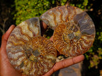 Polished Cleoniceras Ammonite Fossil Pairs x 3 From Tulear, Madagascar - Toprock Gemstones and Minerals 