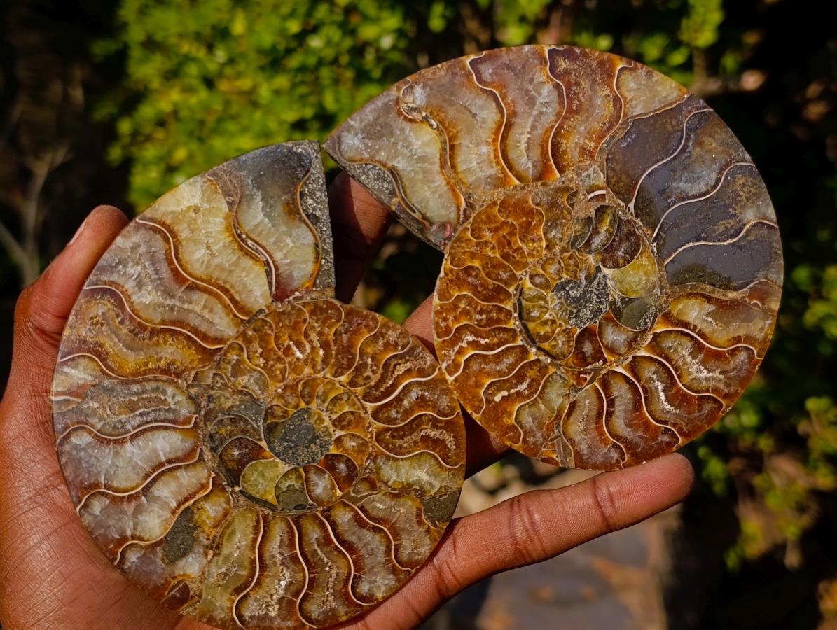 Polished Cleoniceras Ammonite Fossil Pairs x 3 From Tulear, Madagascar - Toprock Gemstones and Minerals 