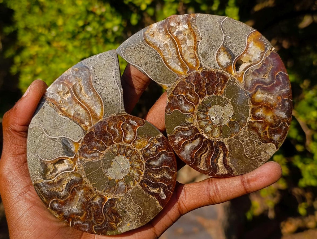 Polished Cleoniceras Ammonite Fossil Pairs x 3 From Tulear, Madagascar - Toprock Gemstones and Minerals 