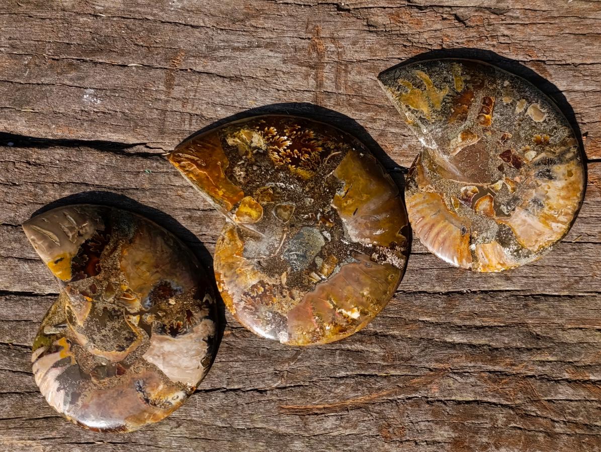 Polished Cleoniceras Ammonite Fossil Pairs x 3 From Tulear, Madagascar - Toprock Gemstones and Minerals 