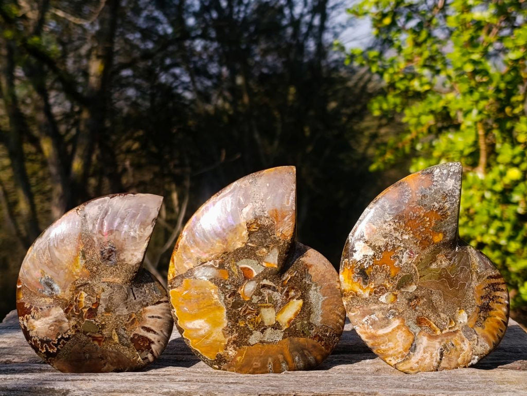 Polished Cleoniceras Ammonite Fossil Pairs x 3 From Tulear, Madagascar - Toprock Gemstones and Minerals 