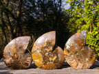 Polished Cleoniceras Ammonite Fossil Pairs x 3 From Tulear, Madagascar - Toprock Gemstones and Minerals 