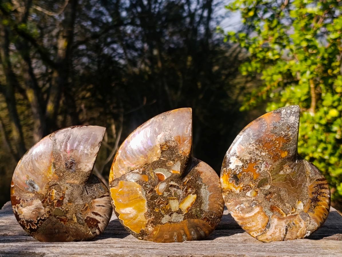Polished Cleoniceras Ammonite Fossil Pairs x 3 From Tulear, Madagascar - Toprock Gemstones and Minerals 