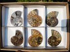 Polished Cleoniceras Ammonite Fossil Pairs x 3 From Tulear, Madagascar - Toprock Gemstones and Minerals 
