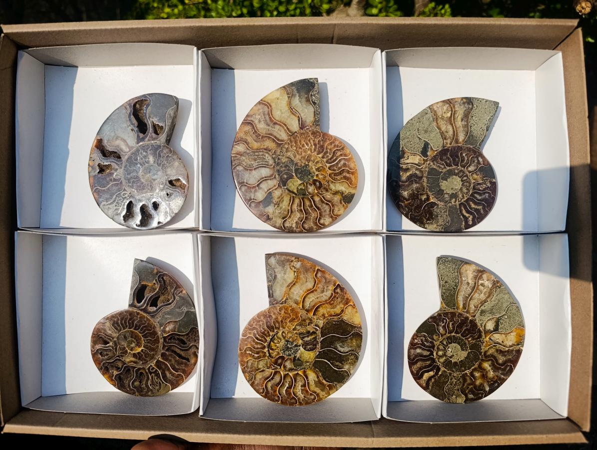 Polished Cleoniceras Ammonite Fossil Pairs x 3 From Tulear, Madagascar - Toprock Gemstones and Minerals 