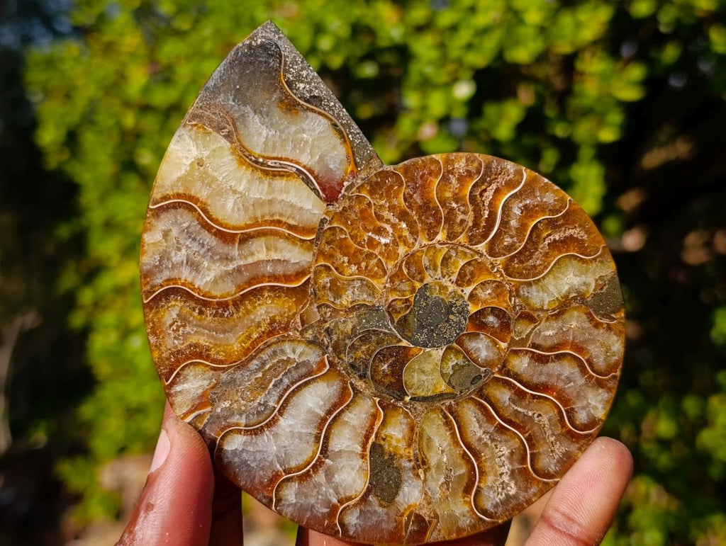 Polished Cleoniceras Ammonite Fossil Pairs x 3 From Tulear, Madagascar - Toprock Gemstones and Minerals 