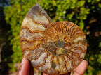 Polished Cleoniceras Ammonite Fossil Pairs x 3 From Tulear, Madagascar - Toprock Gemstones and Minerals 
