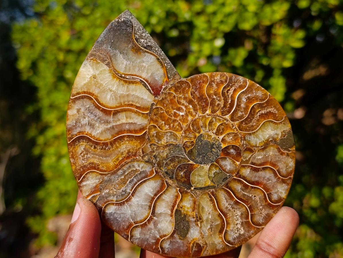 Polished Cleoniceras Ammonite Fossil Pairs x 3 From Tulear, Madagascar - Toprock Gemstones and Minerals 