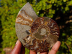 Polished Cleoniceras Ammonite Fossil Pairs x 3 From Tulear, Madagascar - Toprock Gemstones and Minerals 