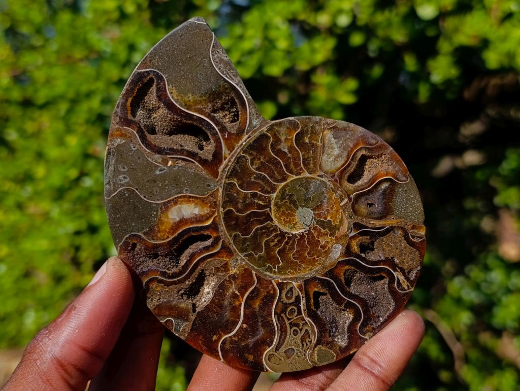 Polished Cleoniceras Ammonite Fossil Pairs x 3 From Tulear, Madagascar - Toprock Gemstones and Minerals 