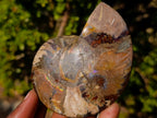 Polished Cleoniceras Ammonite Fossil Pairs x 3 From Tulear, Madagascar - Toprock Gemstones and Minerals 