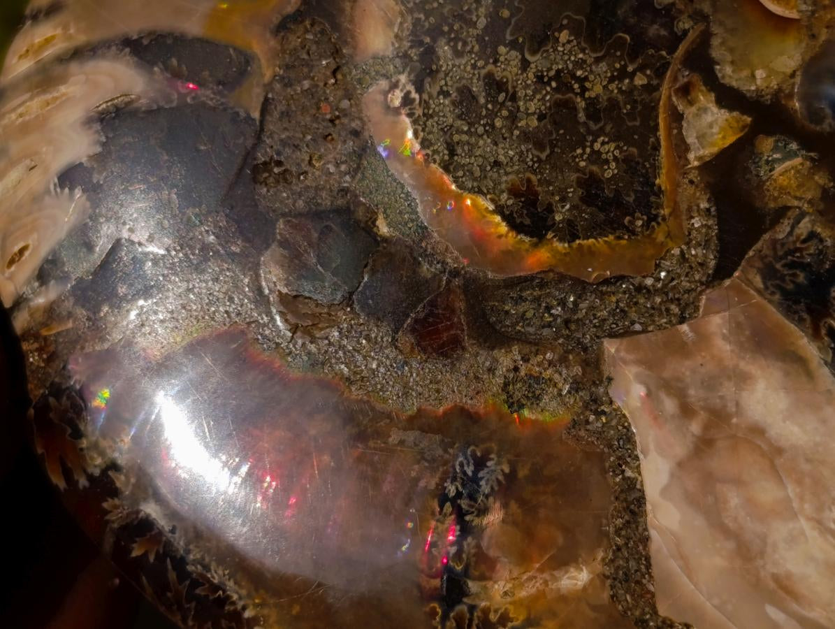 Polished Cleoniceras Ammonite Fossil Pairs x 3 From Tulear, Madagascar - Toprock Gemstones and Minerals 
