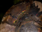 Polished Cleoniceras Ammonite Fossil Pairs x 3 From Tulear, Madagascar - Toprock Gemstones and Minerals 