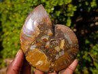 Polished Cleoniceras Ammonite Fossil Pairs x 3 From Tulear, Madagascar - Toprock Gemstones and Minerals 