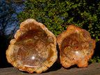 Polished Podocarpus Petrified Wood Ashtrays x 2 From Mahajanga, Madagascar - Toprock Gemstones and Minerals 